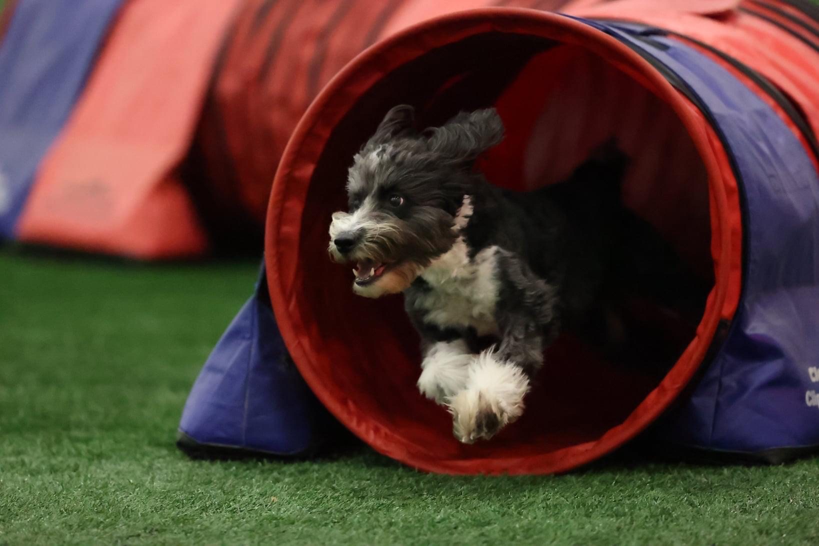 Dairy ISC Cup – Oct 31 – Nov 1, 2026